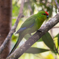 New Caledonian Parakeet